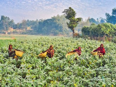 How crops grow independence in Bangladesh