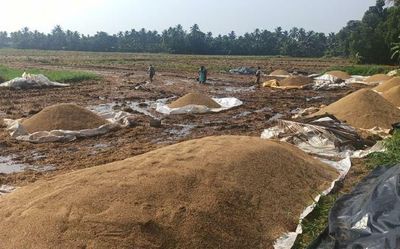 Rain hits paddy harvest in Kuttanad