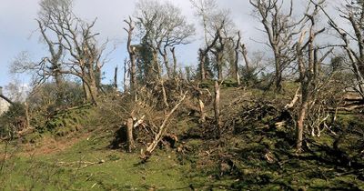 Tornado strikes Wales with winds so strong ewe and her lambs carried into the air