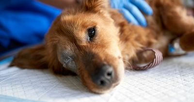 Vet's urgent plea to dog owners after watching pet in fear