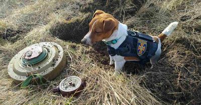 Brave bomb squad dog helps disposal experts in Ukraine clean up Russian landmines