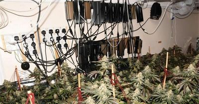 Drugs gang jailed after police raid on property filled with 5,000 cannabis plants