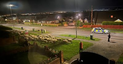 Police called as flock of sheep set off Ring video doorbells and CCTV censors in Leeds street at 2am