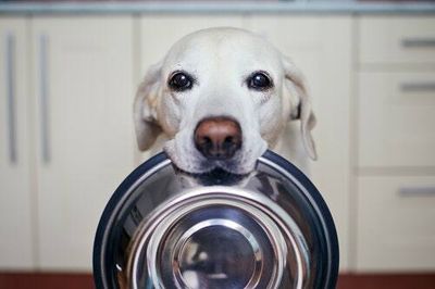 You're probably handling your pet's food wrong, new study finds