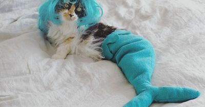 Disabled mermaid cat becomes internet star after recovering from being shot in head