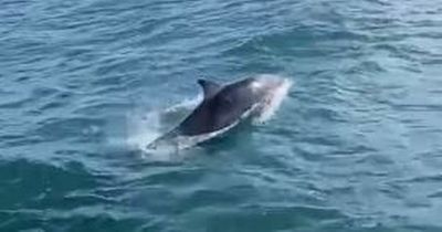 See a playful pod of dolphins greet Farne Islands boat crew as they return for the summer season