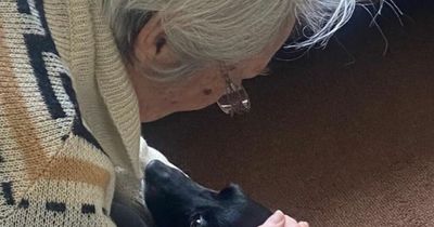 Emotional moment Ukrainian grandmother, 86, in Ireland is reunited with beloved dog after six-week search