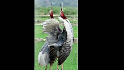 Why three isn’t a crowd anymore for the faithful sarus crane