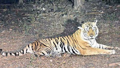 Rajasthan: 13 tigers missing from Ranthambore Tiger reserve in 3 years, panel to probe into it
