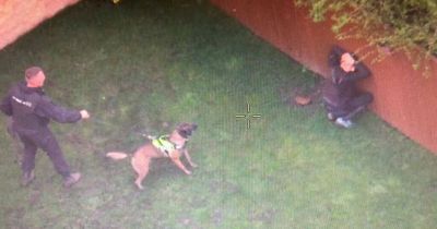 Police dog Viper catches man 'hiding behind fence' after firearms officers chase suspect