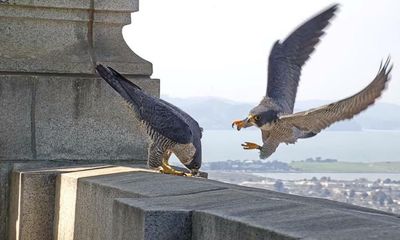 ‘The best reality TV’: how a falcon couple’s saga mesmerized a human audience