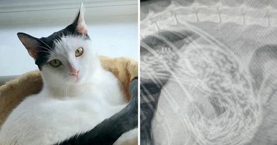 Vet performs life-saving surgery after cat eats nearly 50 hairbands