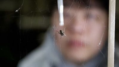 Spiders Use Their Web Like A Speaker To Boost Hearing