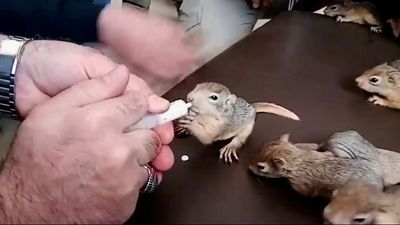 Just Nuts: Rescuers Save 32 Baby Squirrels From Traffickers
