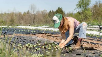 Innovation Can Bring Food Prices Back Down to Earth