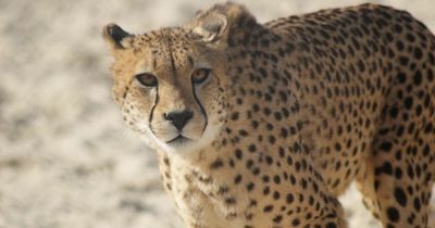 Five Sisters welcome new cheetahs