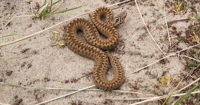 Boy, eight, rushed to hospital after poisonous snake bite on trip to UK beach