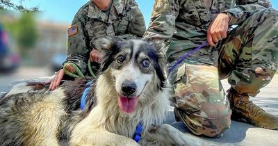 Homeless dog who made soldiers smile in warzone adopted by sergeant after being shot