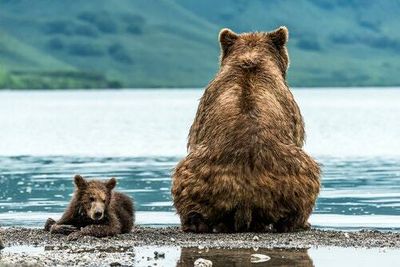 Rising temperatures could put an end to bears’ most famous habit