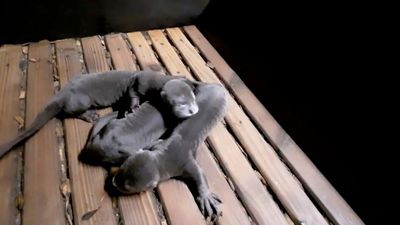 Otterly Adorable: Trio Of Cute Endangered Otter Pups Born After Dad Dies