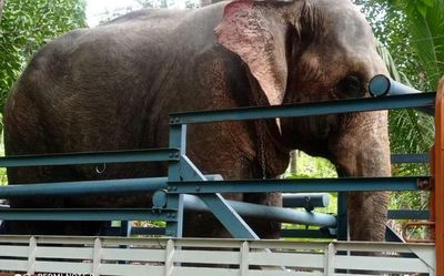 Mahout killed by elephant near Kallambalam