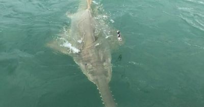 Brave Brit tries catching shark – but ends up reeling in terrifying and rare sea monster