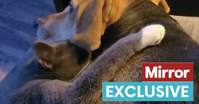 People convinced dog and cat are old married couple reincarnated as they cuddle on sofa