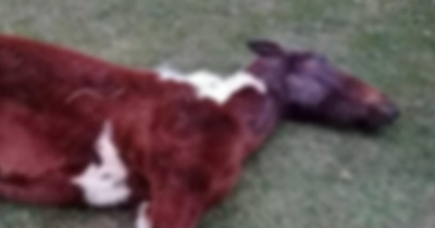 Anger as horse dumped in field and 'left to die' in Dublin
