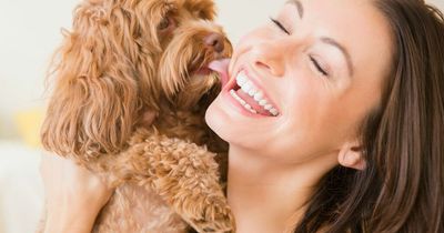 The tell-tale signs your dog really loves you and how to spot them