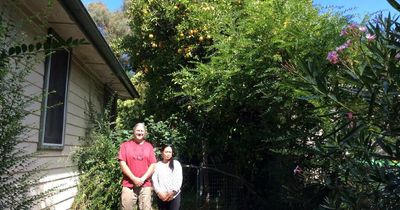 Is this Canberra's biggest orange tree?