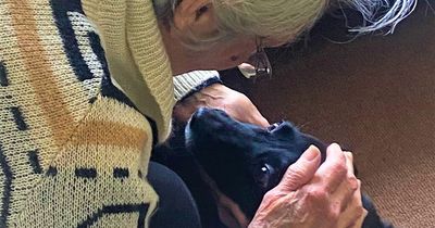 Elderly dog and owner reunited in Ireland after Putin's war split them apart