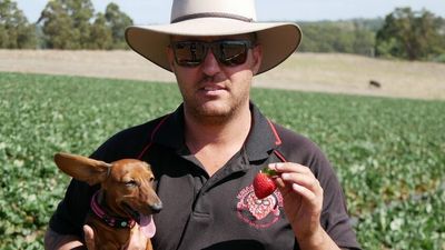 Farmer loses $200,000 worth of strawberries after workforce tests positive to COVID-19