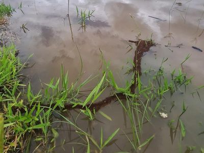 Fire ants harnessing Qld floods to spread