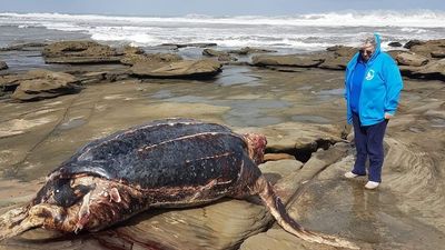 Giant endangered leatherback turtles found dead on NSW Central Coast beaches