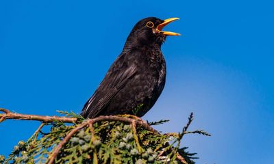 Country diary: The blackbird’s song is no one-hit wonder