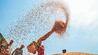 Wheat arrivals surge in Punjab, but yield likely to be low overall