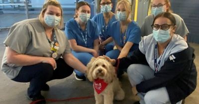 Wellbeing dogs bring morale boost to NHS staff working on emergency frontline