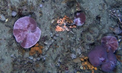 Bleaching of marine sponges observed in warming Tasmanian waters for the first time