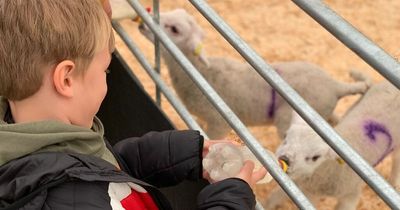 Review: Feed lambs and meet Easter Bunny at adventure farm 45 minutes from Nottingham