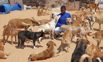 Pet rescue in Gaza: one man’s mission to care for abandoned animals