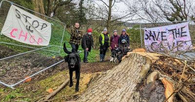 Calls for Brucehill development to be halted as protected trees chopped down
