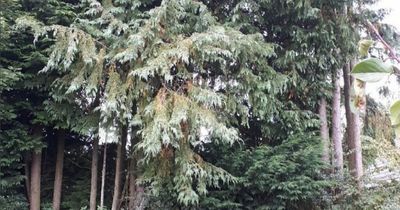 Scots neighbours at war over towering trees as man ordered to chop down evergreens