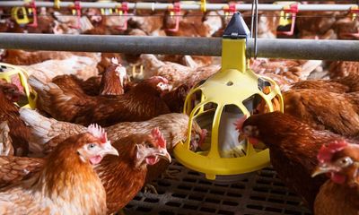 Animals Farmed: egg crisis, new farmed fish killing rules and decoding pig grunts