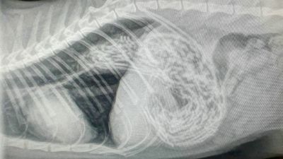 Cat Rushed To Vet For Life-Saving Op After Eating 50 Hair Bands That Formed Massive Stomach Lump