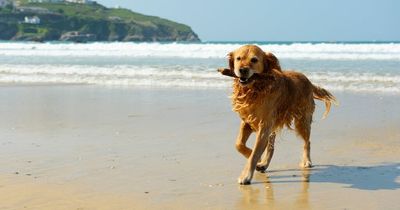 UK beaches banning dogs from May 1 - full list including Devon and Cornwall hotspots