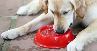 Common dog bowl cleaning mistake that could make you ill as well as your pet