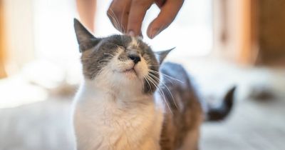 Glasgow south side to welcome new cat rehoming centre