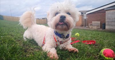 Adorable Edinburgh dog who 'loves belly scratches' waiting at shelter for new owner