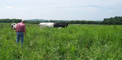 Raising cattle on native grasses in the eastern U.S. benefits farmers, wildlife and the soil