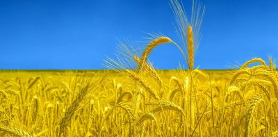 Ukraine produced a lot of grain – can farmers elsewhere replace the crops lost to war?